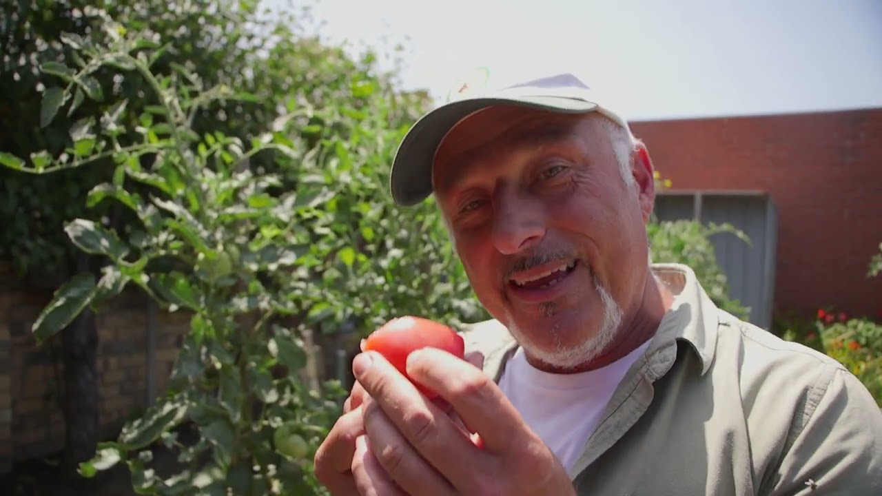 Nelo And Bruna From Brunswick East Finale