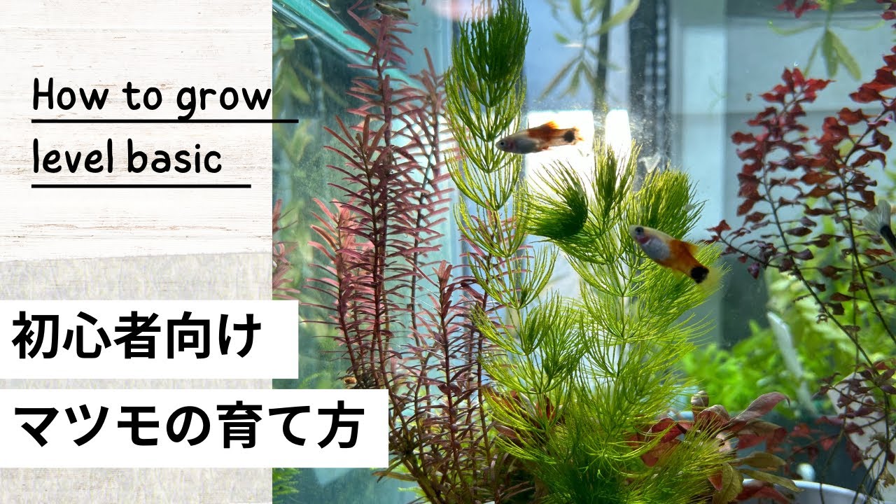 失敗しないマツモの育て方｜浮かべる？沈める？増やし方から茶色くなる、溶ける原因まで解説