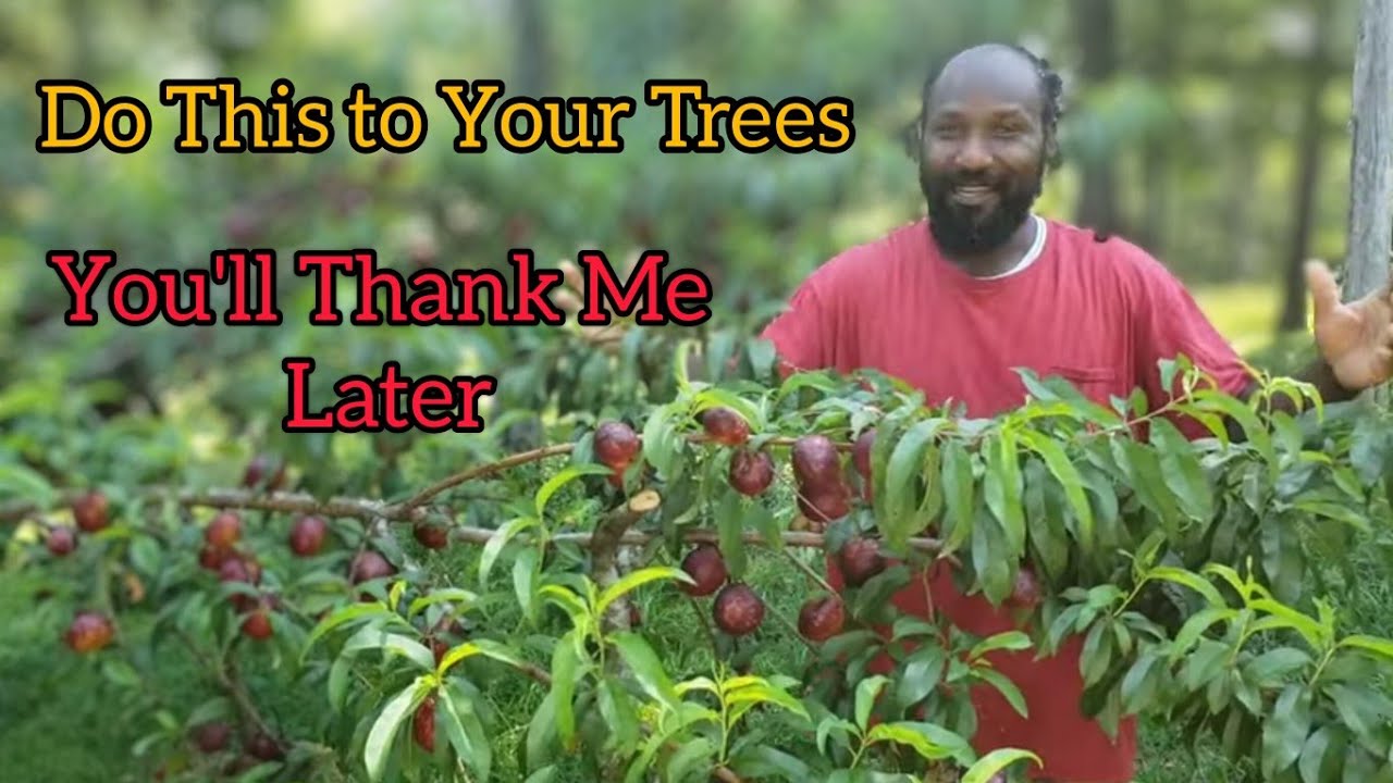 Orchard Update/Tour | Do This To Your Fruit Trees and You'll Thank Me Later