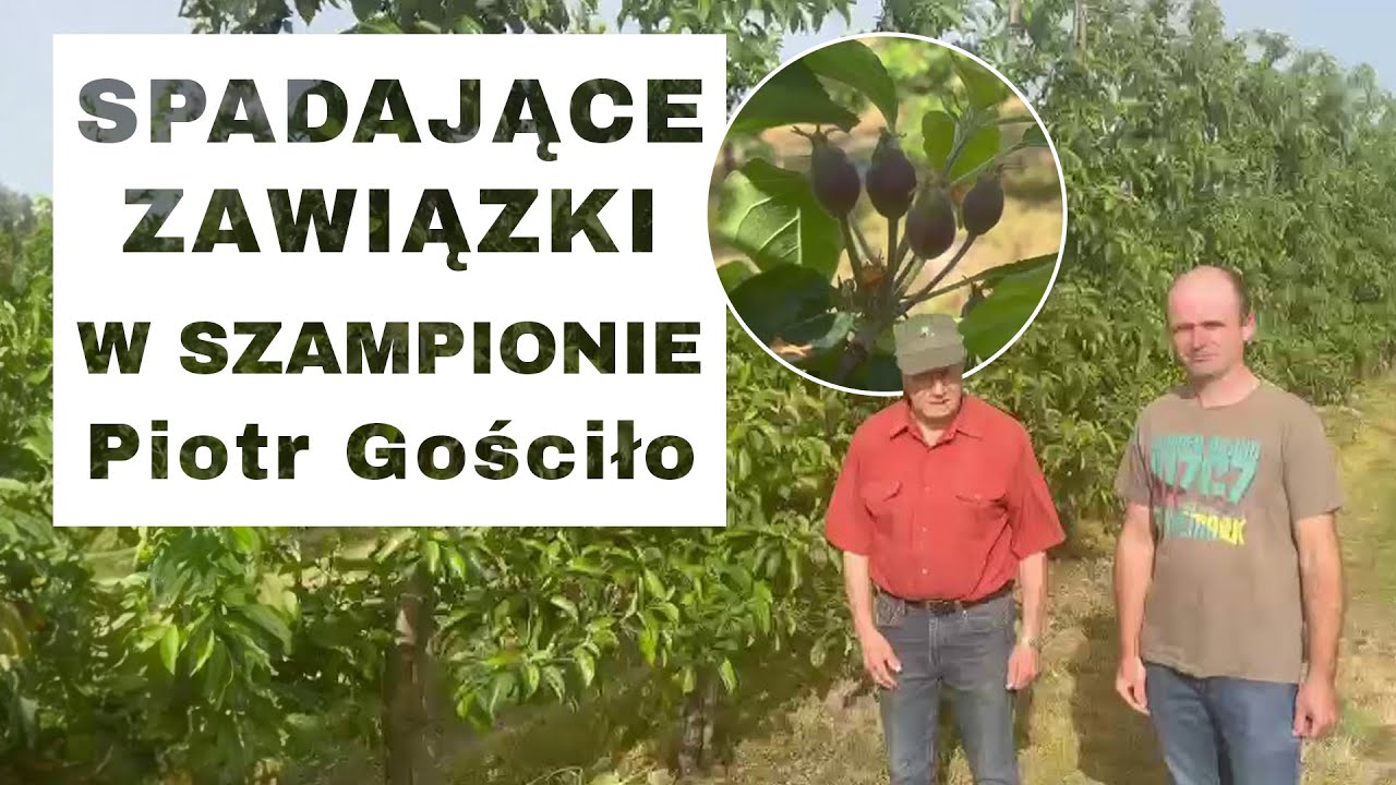 Nadkoronowe zraszacze w sadzie - Komunikat Sadowniczy - Piotr Gościło