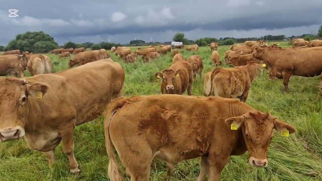 Wizyta u krów, zaległe tematy 😉