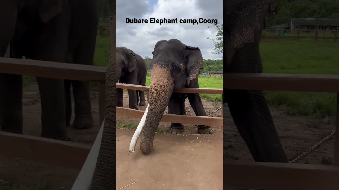 Dubare elephant camp , Coorg | places to visit in Coorg | elephant lover | elephant video | madekari