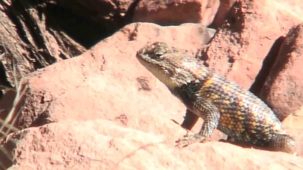 A Yellow-backed Spiny Lizard at Grand Canyon National Park