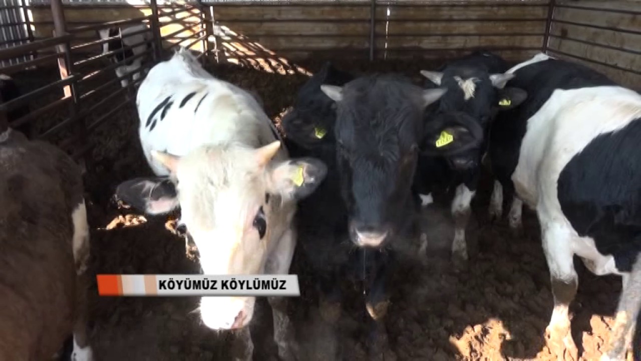 KÖYÜMÜZ KÖYLÜMÜZ KARAMAN PART 1