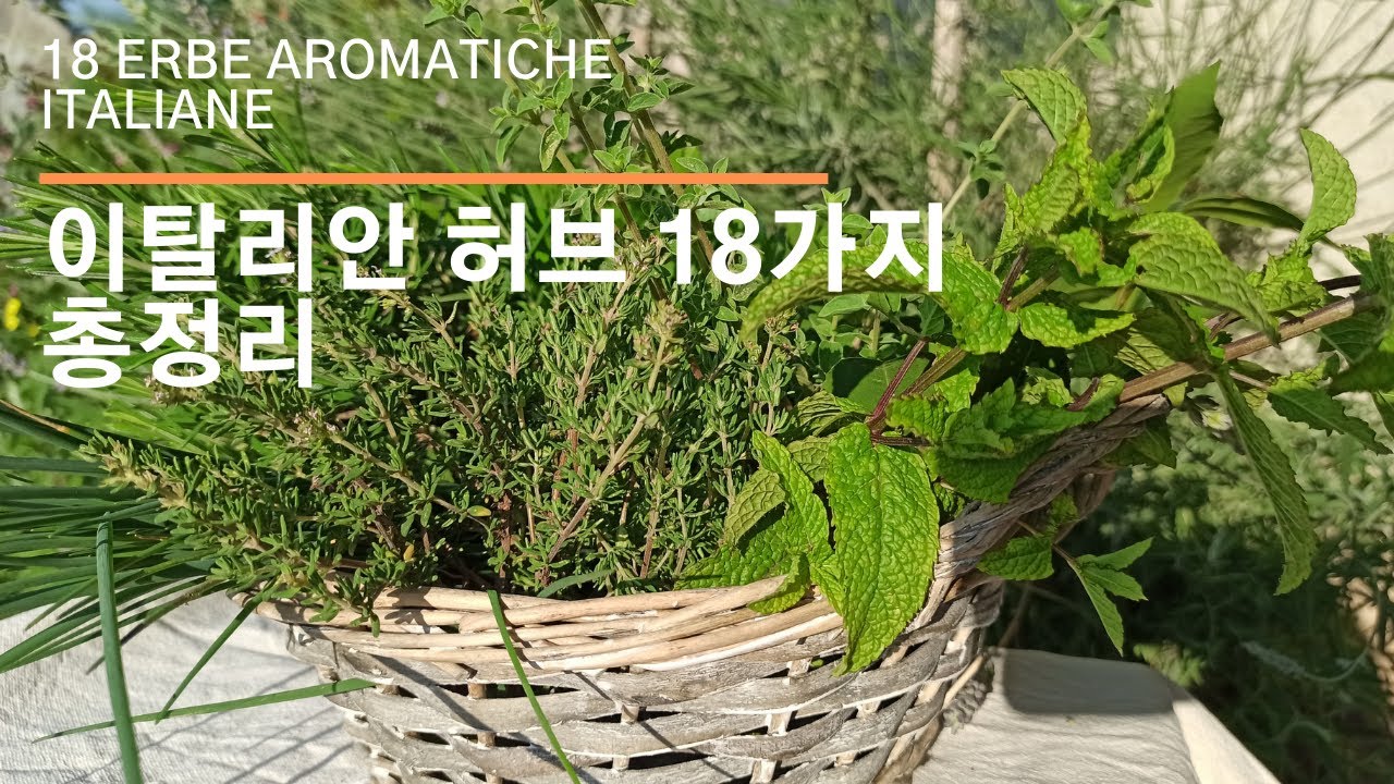 허브 종류 – 18 가지 이탈리안 허브 총정리 (이탈리아 요리 기초) Erbe Aromatiche Italiane