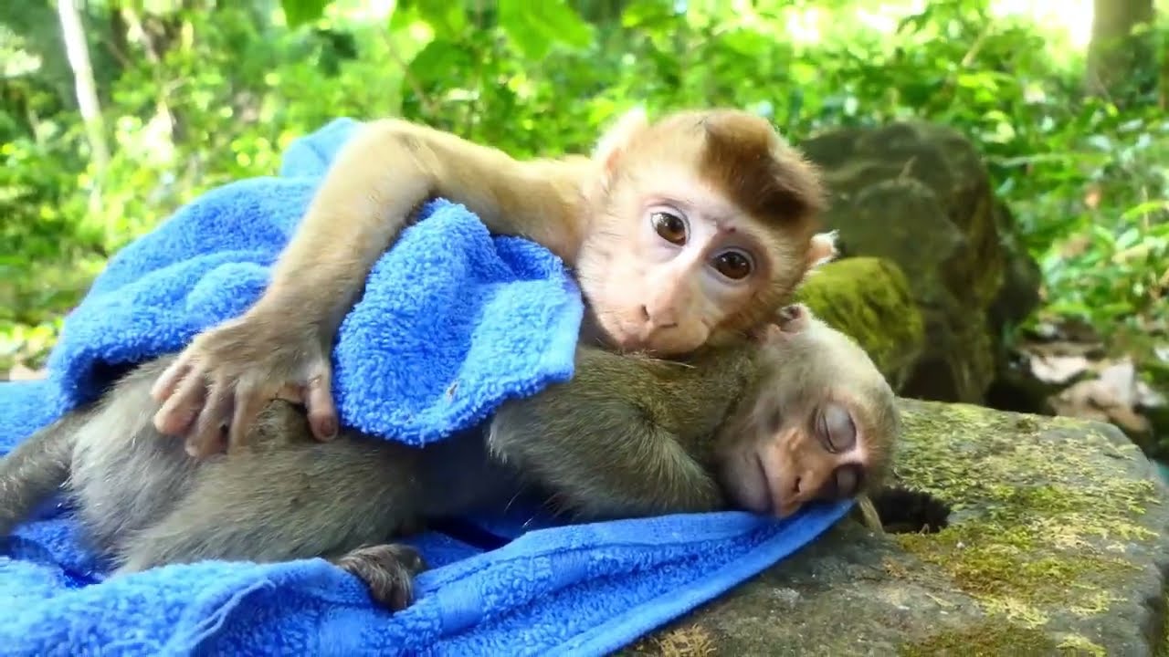 My daughter is sleeping now with new towel Carlo loves Dawn now