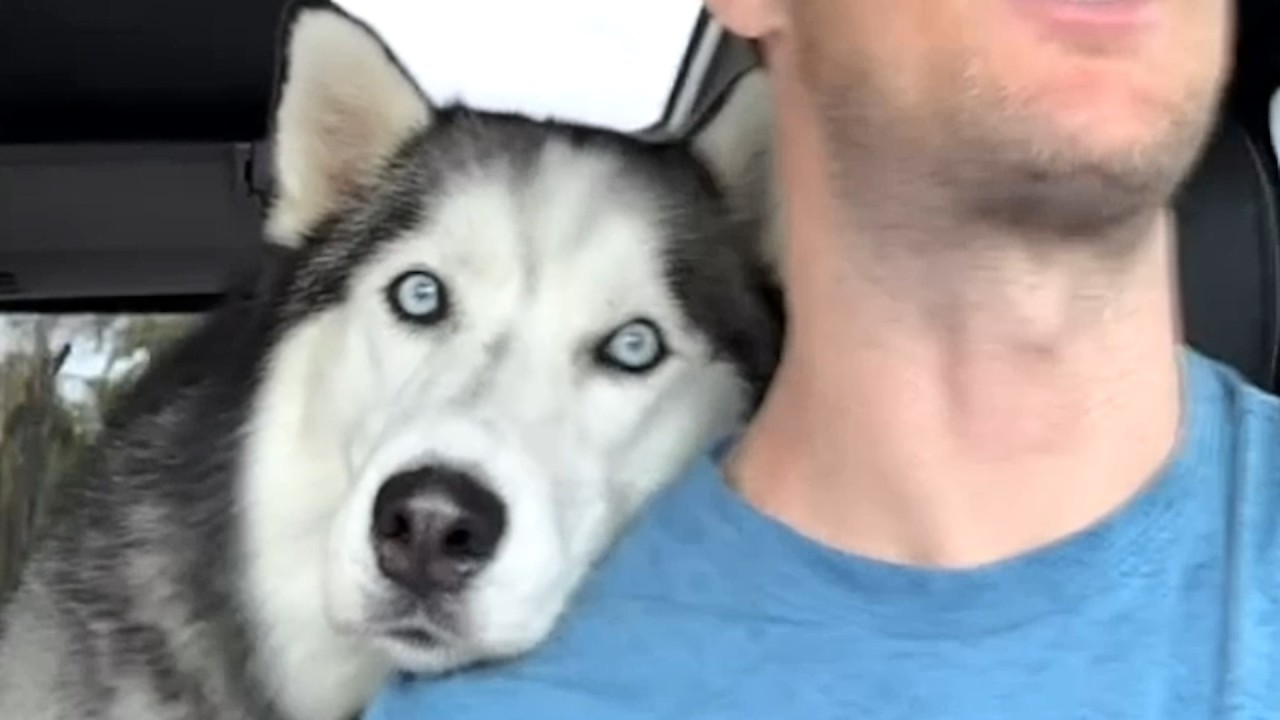 Man spends years becoming husky's favorite human, instantly loses to newborn daughter