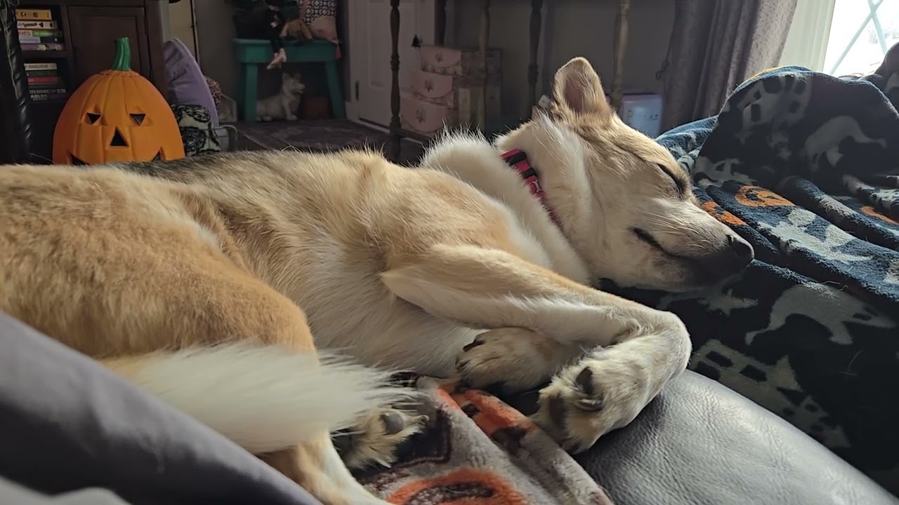 Anja takes a nap.❤️