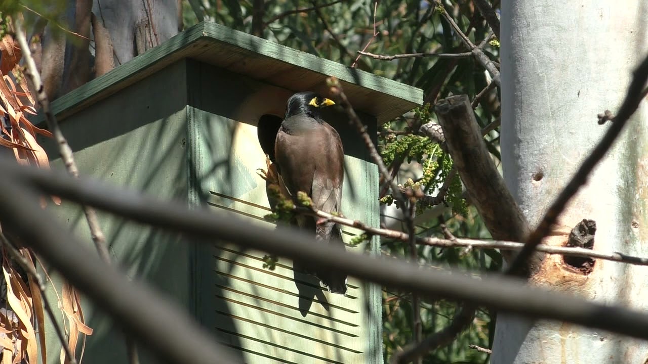 rosella vs myna birds