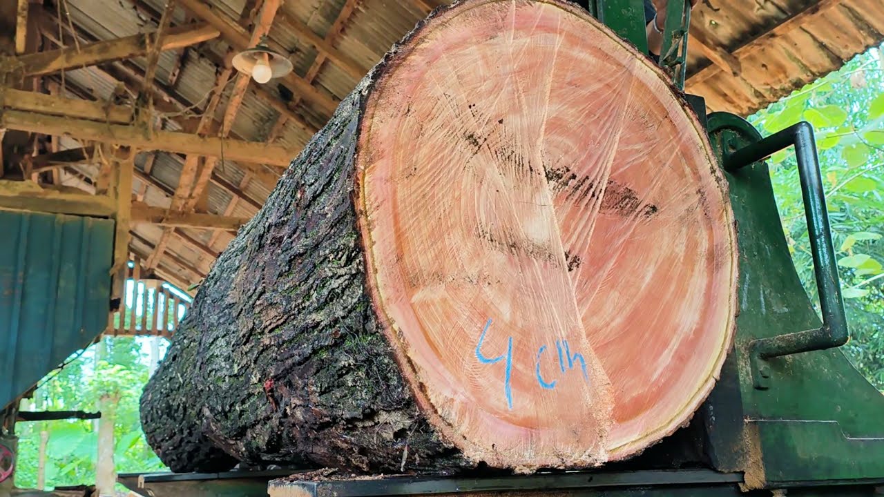 The process of processing beautiful pink mahogany wood