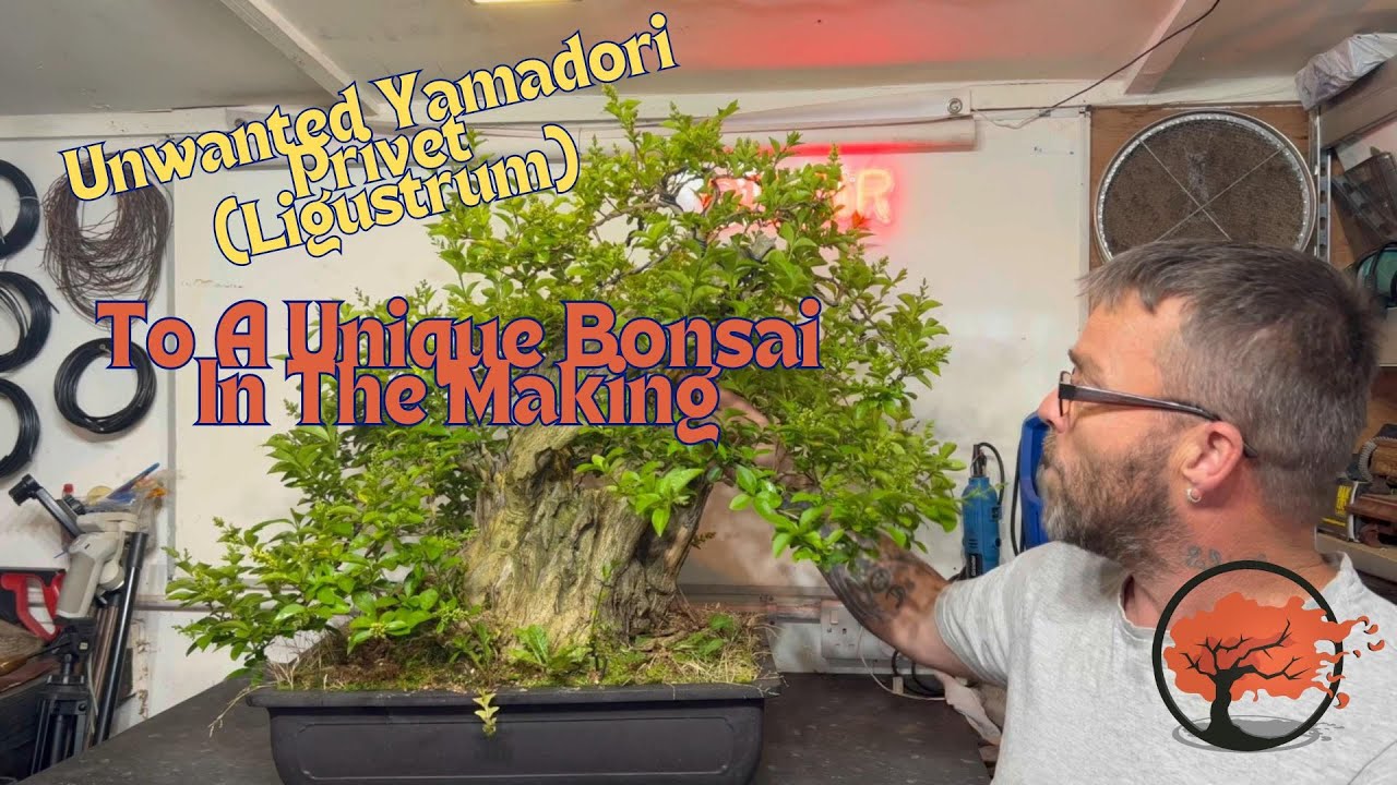 Unwanted Yamadori Privet: To A Unique Bonsai In The Making
