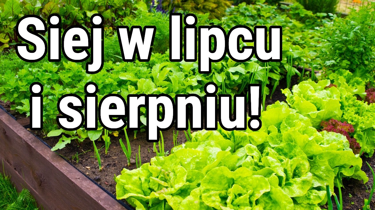 7 warzyw na poplon. Siej latem, zbieraj jesienią!