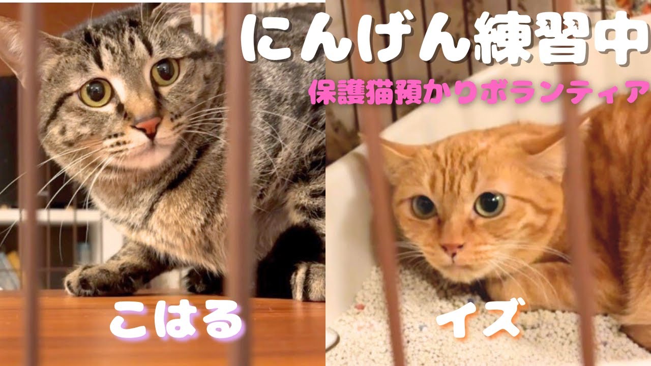 【保護猫】イズこはる♯1 ご飯を食べない…！！ドキドキ初めての我が家。預かりボランティア開始