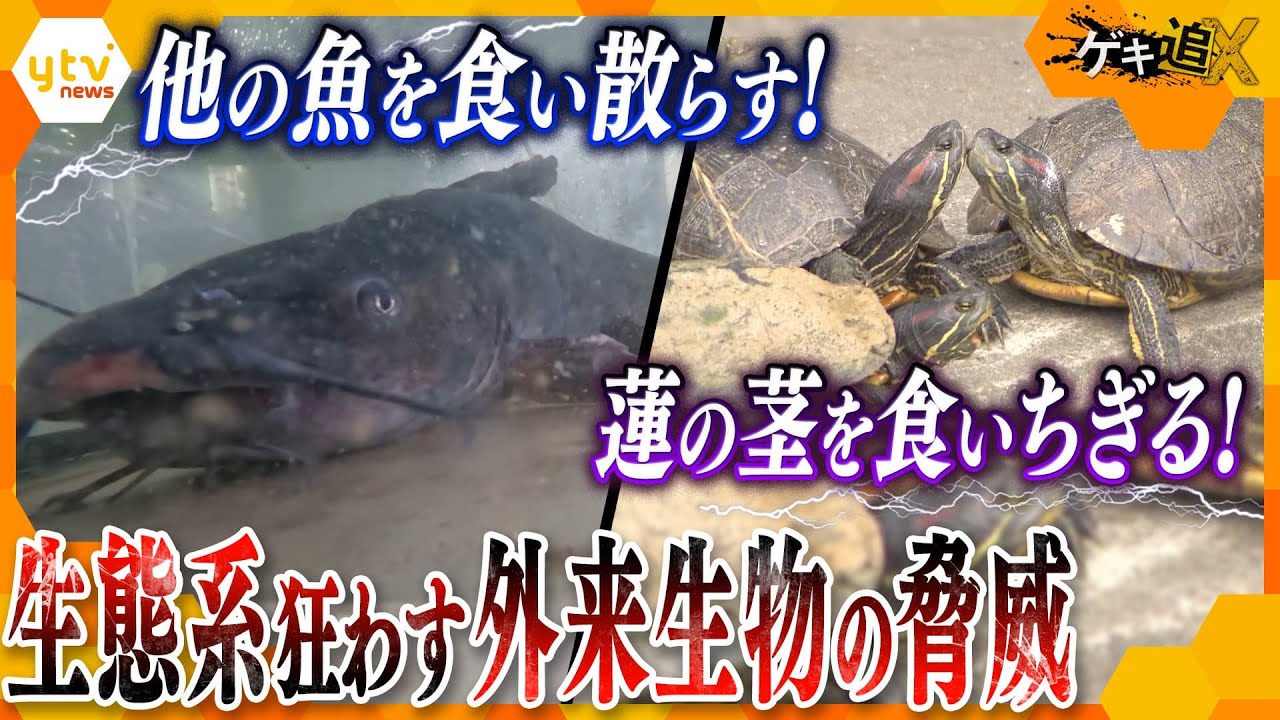 驚異の繁殖力で生態系を破壊！池で、川で、湖で、大暴れする“厄介者”「特定外来生物」の実態に迫る【かんさい情報ネットten.特集/ゲキ追X】