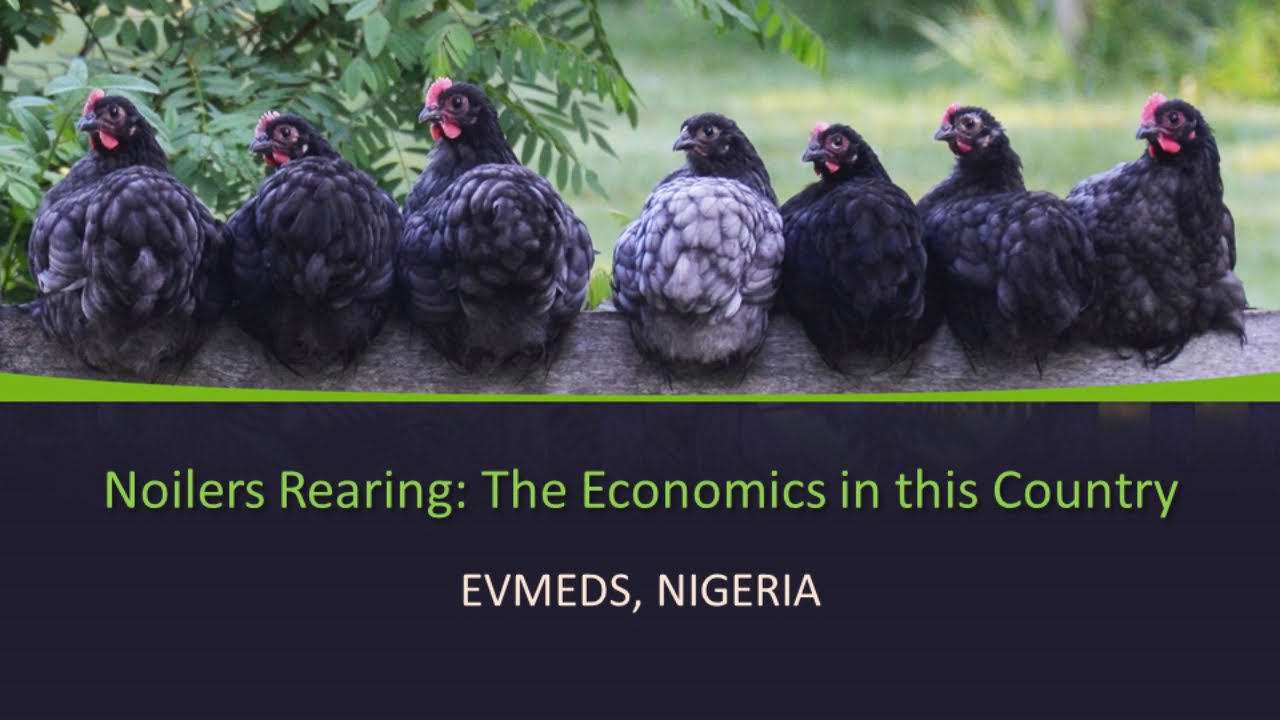 Noiler Production in Nigeria