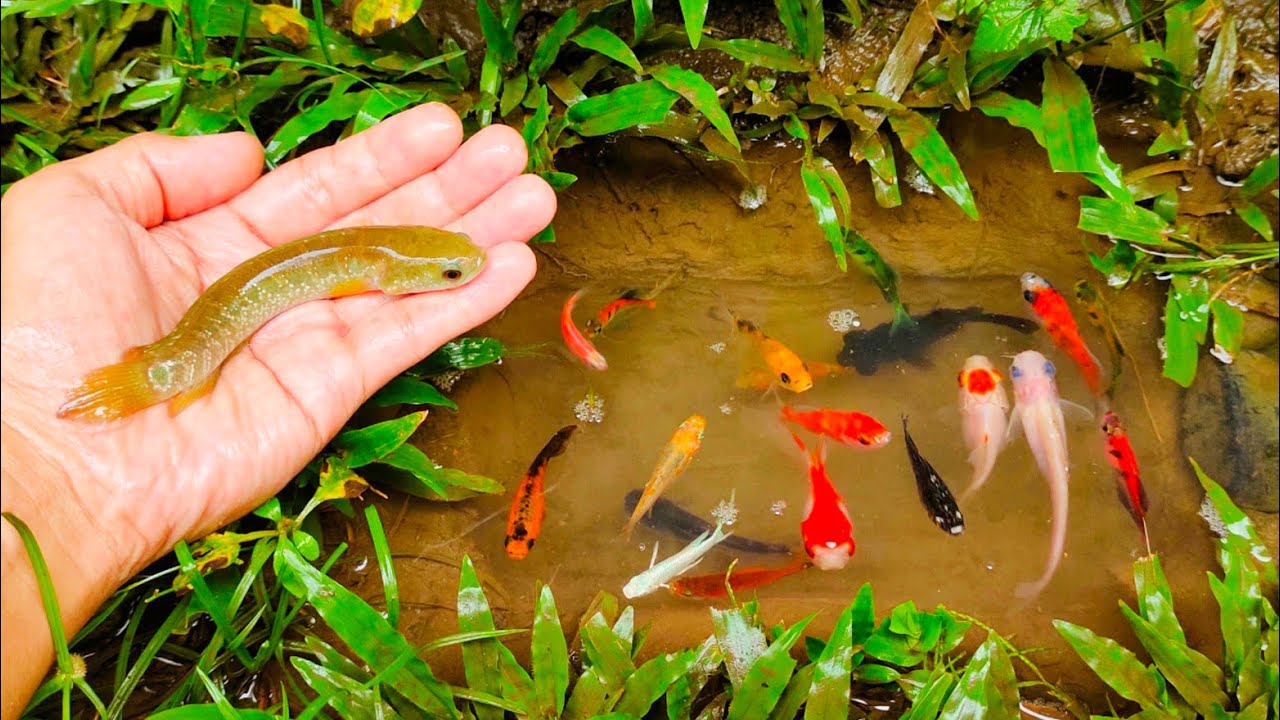 Wadidaw! Tangkap ikan Hiu besar, ikan cupang warna-warni, ikan-ikan kecil, ikan mas, lele, glowfish,