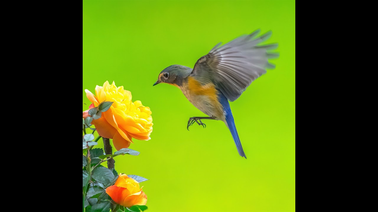 Ji Qiang: The Chinese scientist who rewrote the history of birds