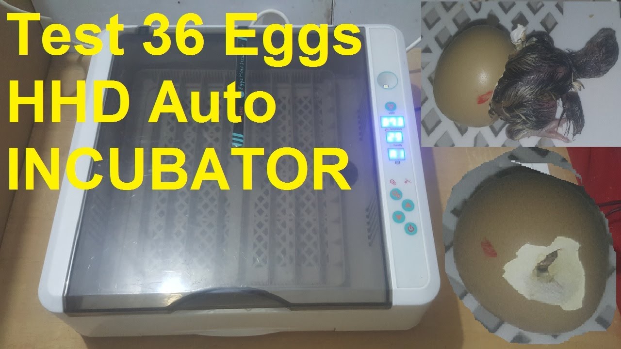 Company Made Incubator Setting | Test 36 Eggs HHD Auto INCUBATOR | Hatching Pheasants eggs hhd