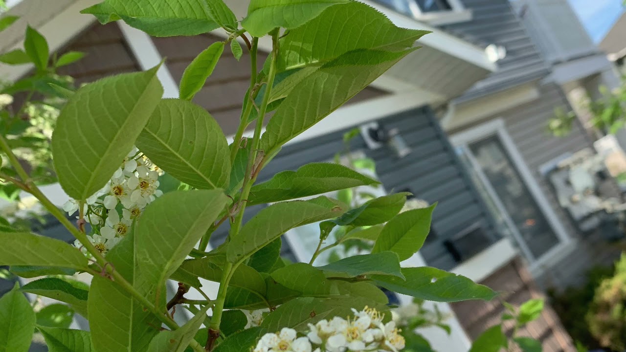 Prunus padus / bird cherry / hackberry / hagberry, or Mayday tree whistles ( jump to 0:43)
