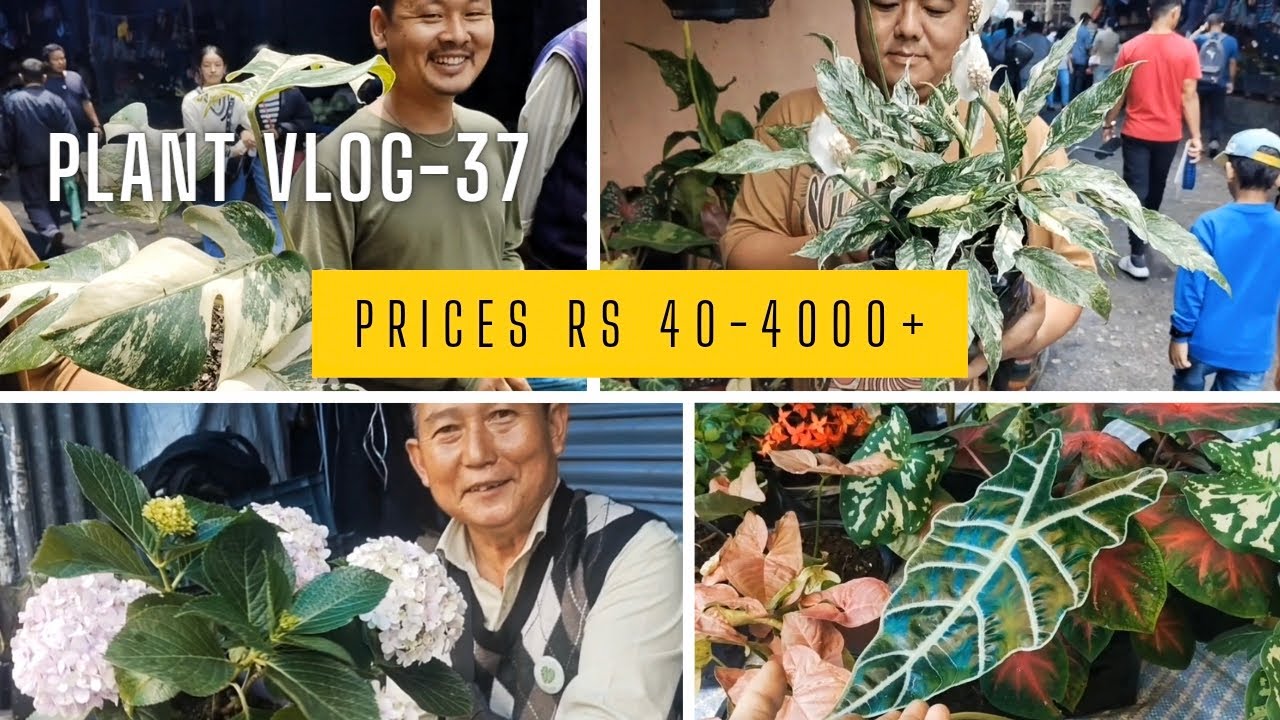 Let's Know The Prices & Names Of The Available 🌿Plants & Flowers🌷 At Kalimpong Thursday Market #vlog