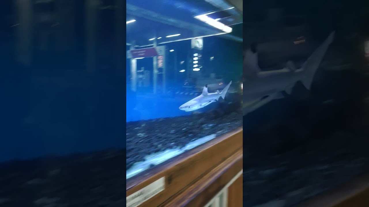 ikan hiu kecil dalam akuarium besar#shorts