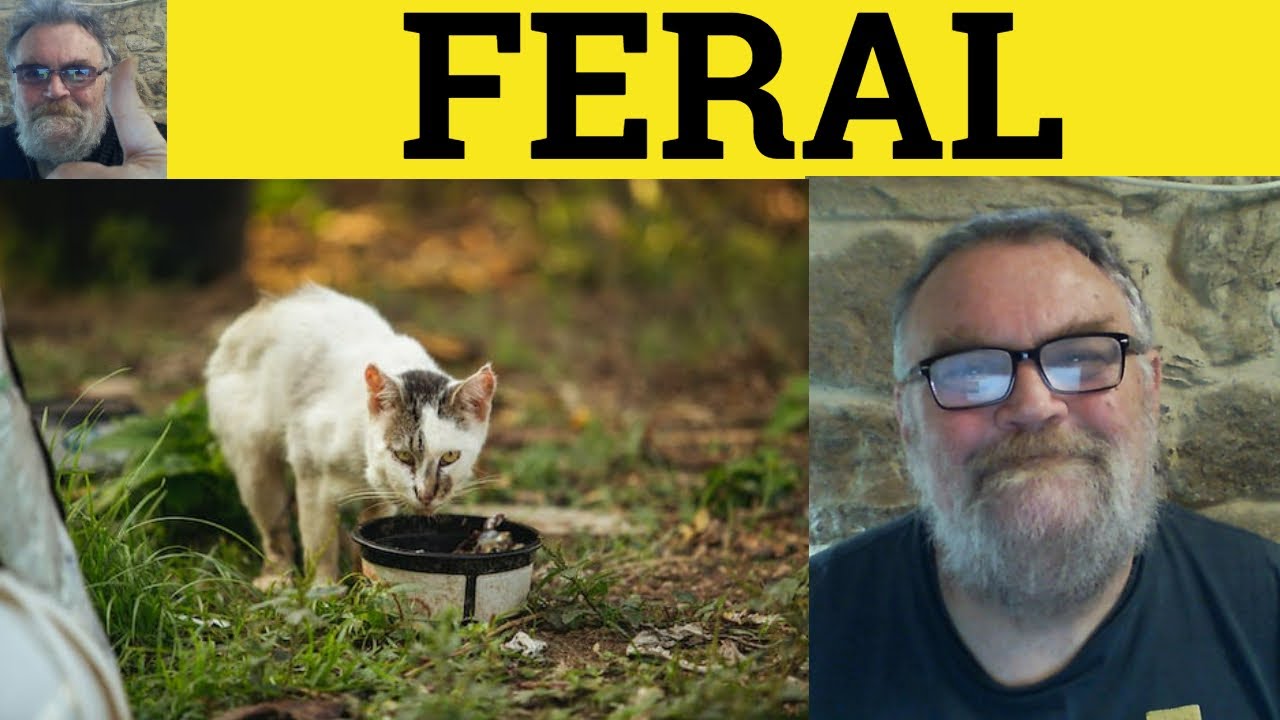 🔵 Feral Meaning - Feral Defined - Feral Examples - CAE Adjectives - Feral