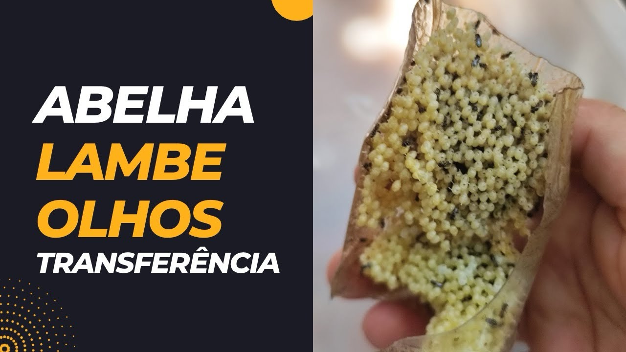 TRANSFERÊNCIA DE ABELHA LAMBE OLHOS - ISCA DE 200 ML