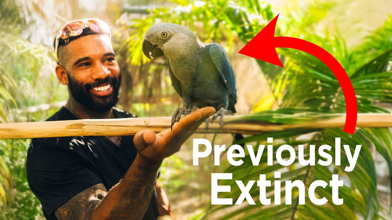 Meet The Rarest Bird In The World...
