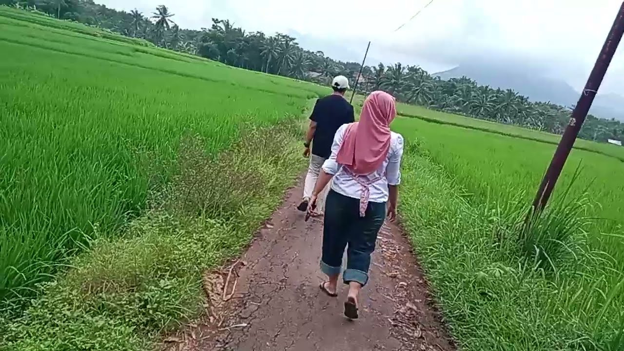 Indahnya Pesawahan Yang Ada Di Daerah Garut