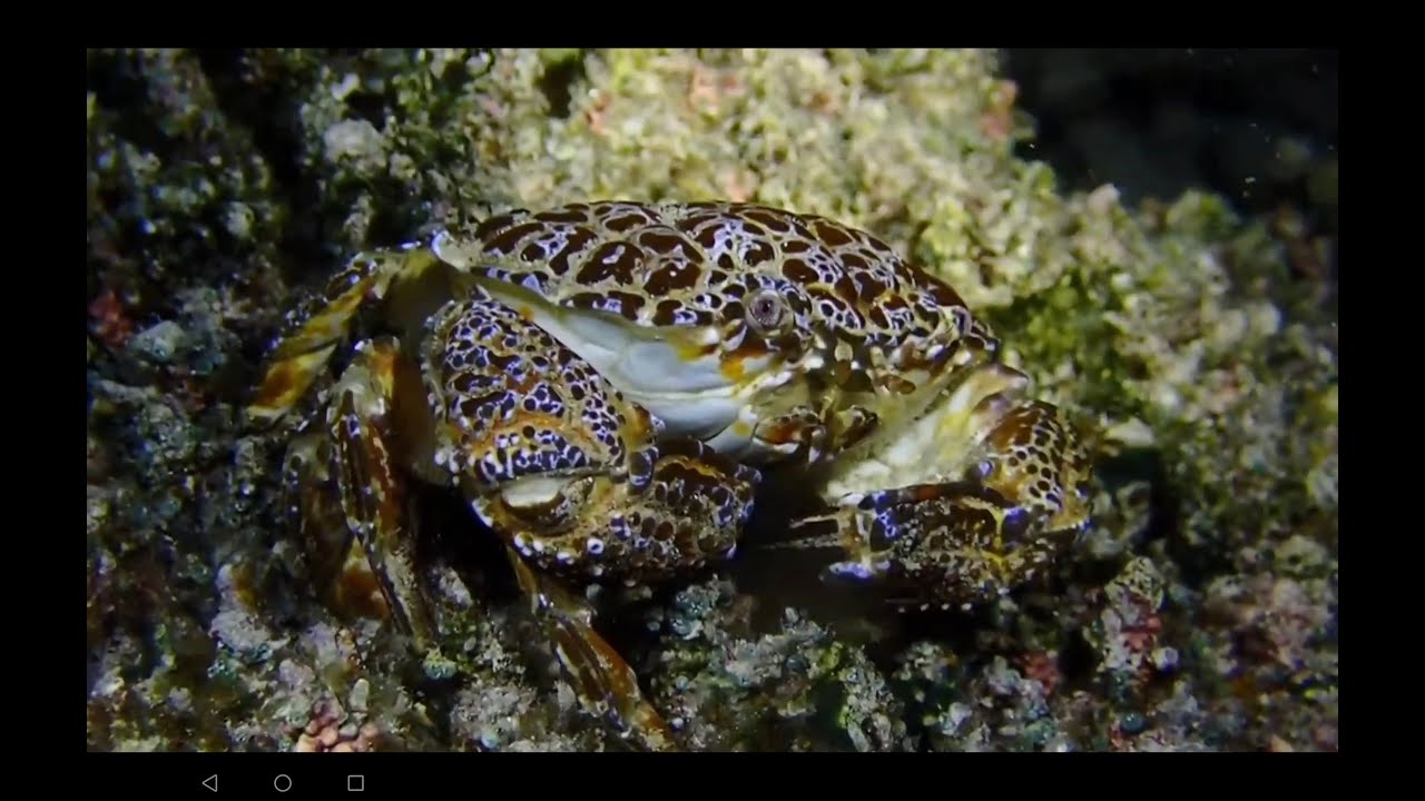 Kiss the Turtle. Underwater Gardens of the Elba Reef. MV Aggressor V, Egypt,Teil 3, 2026