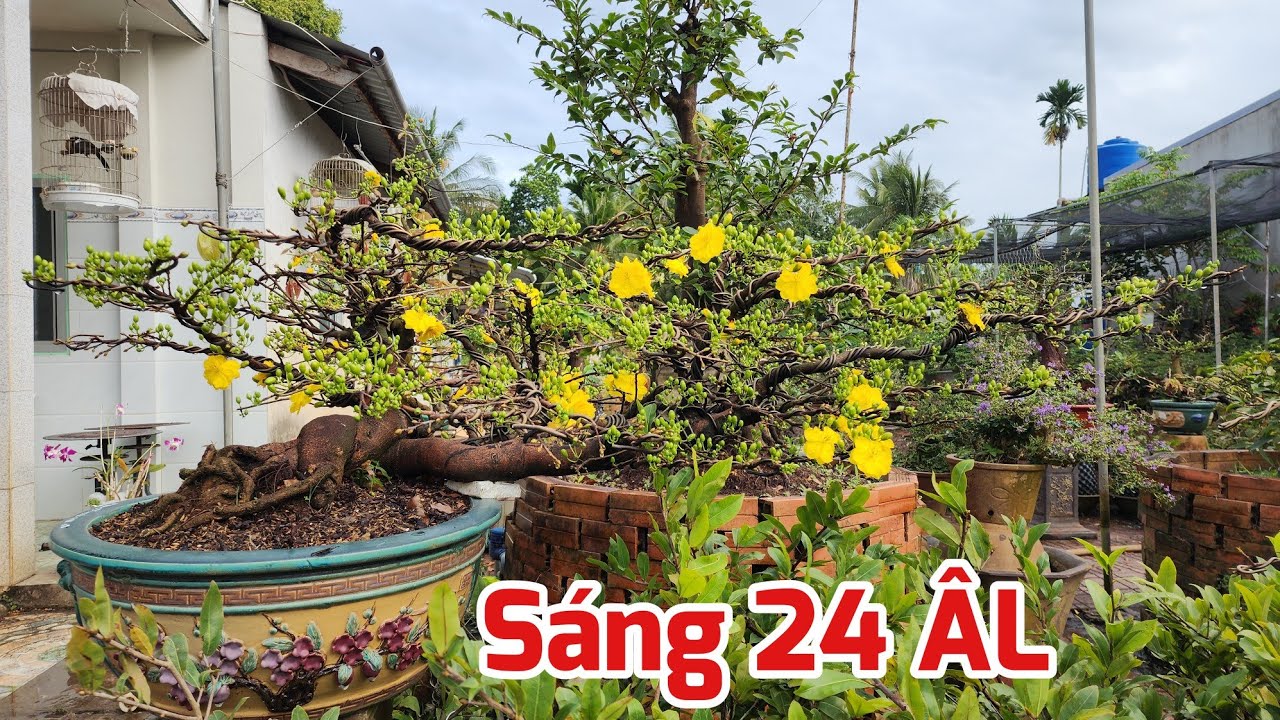 Sáng 24 ÂL - Các Giống Mai Bung Nụ Nở Hoa