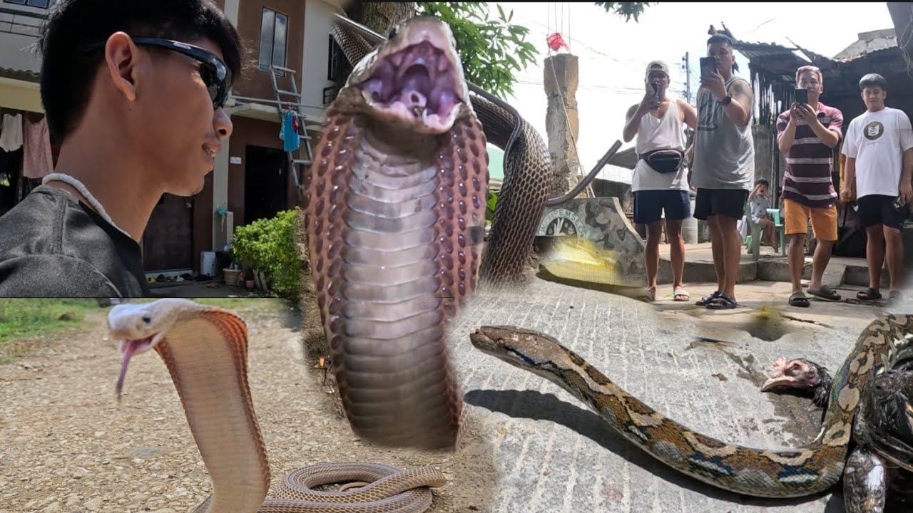 MATAPANG NA COBRA AT LUMAMON NA SAWA SA. STO TOMAS BATANGAS