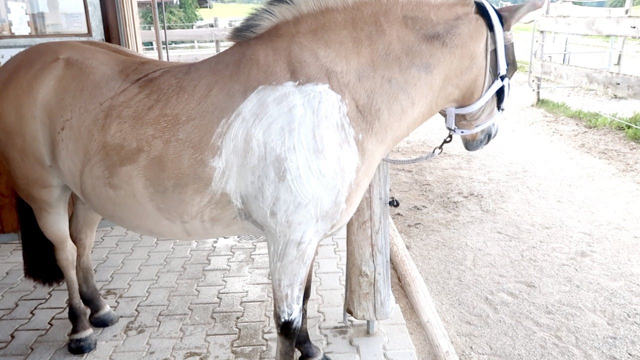 MEIN PFERD LAHMT VORNE