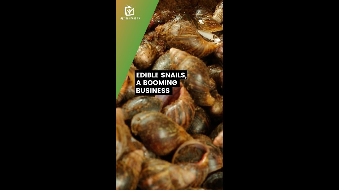 Benin: Edible snails, a booming business