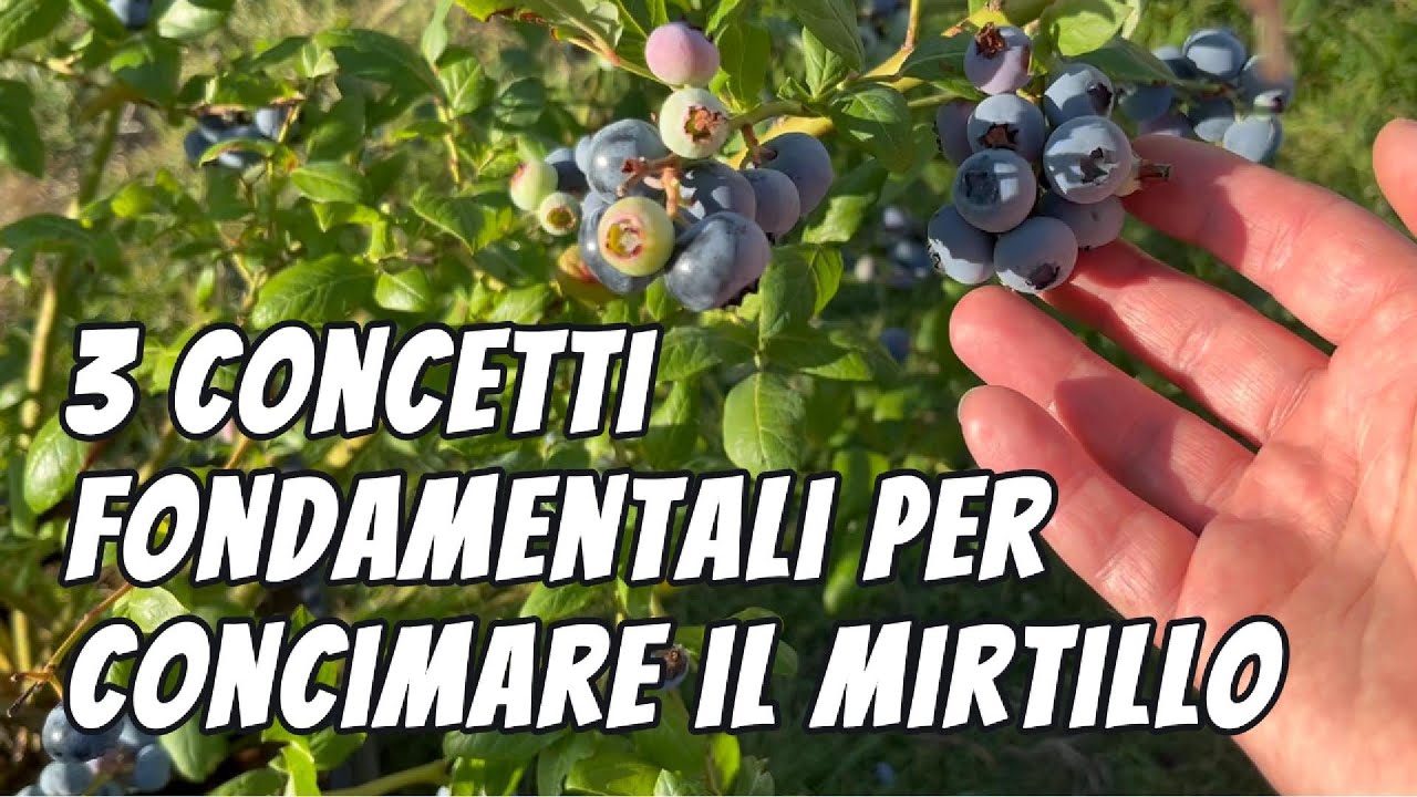 Concimare il mirtillo in modo corretto, tre concetti fondamentali con esempio pratico