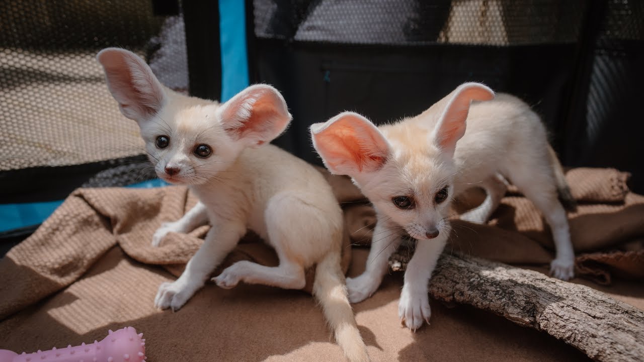 Update on Longleat's Fennec Fox Kits