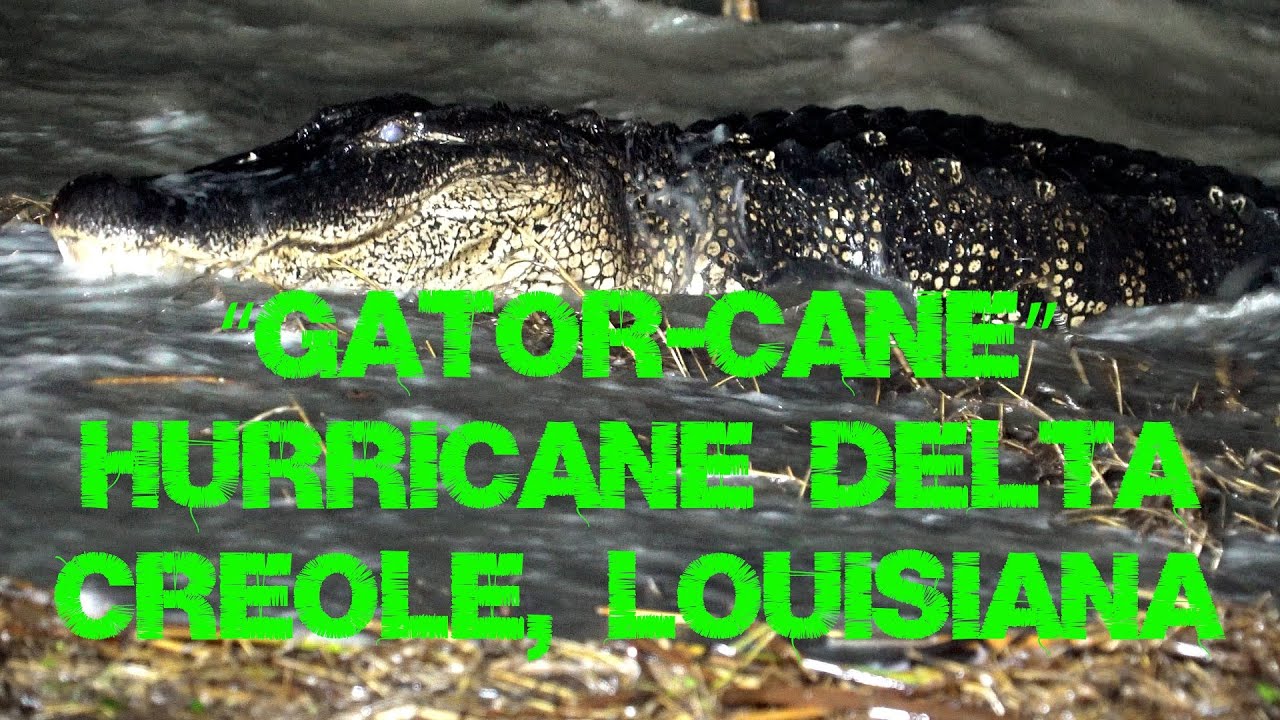 GATOR-CANE — Ураган 2 категории, Дельта, обрушившийся на Креол, Луизиана, 9 октября 2020 г.