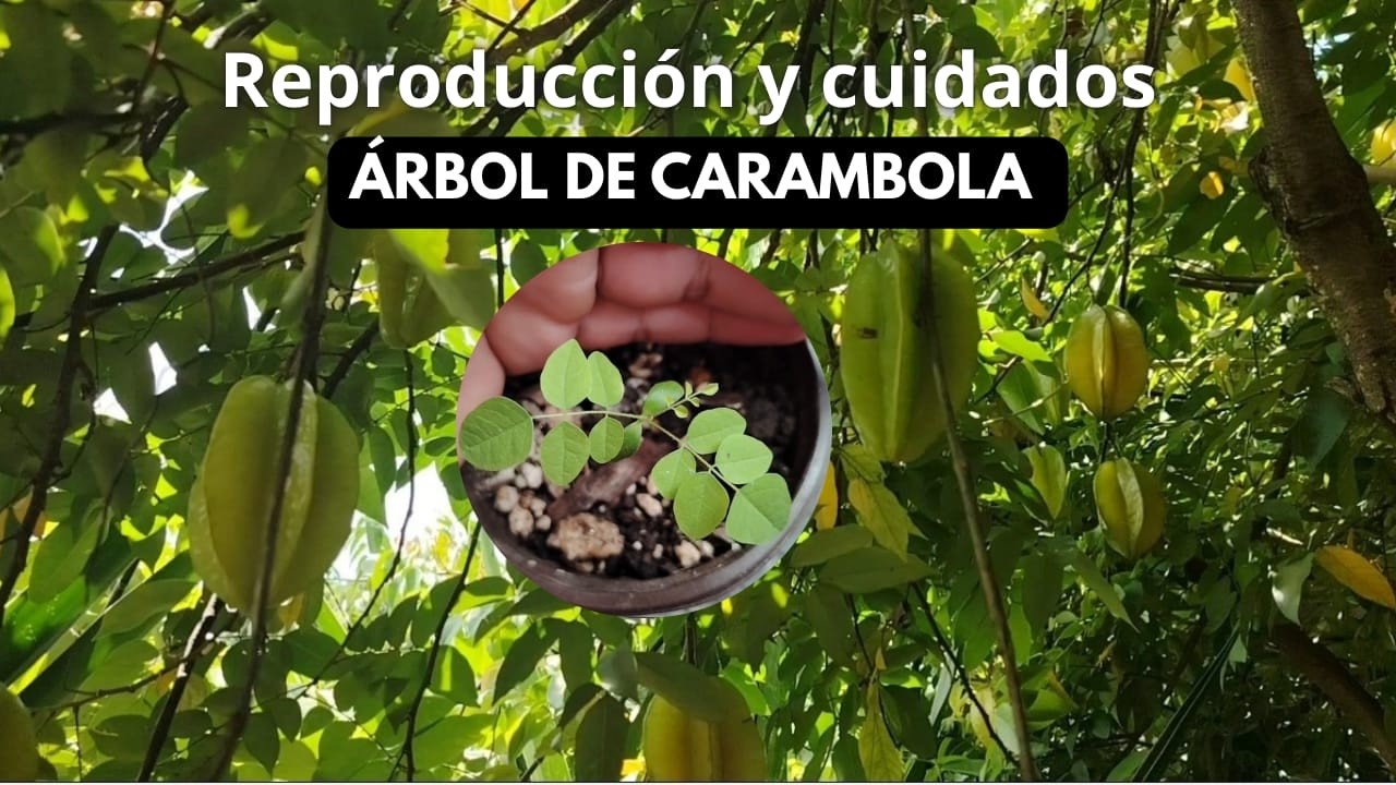 Como REPRODUCIR 🌳 ÁRBOL DE CARAMBOLA/CARAMBOLO O FRUTA ESTRELLA Riegos, cuidados & Más 