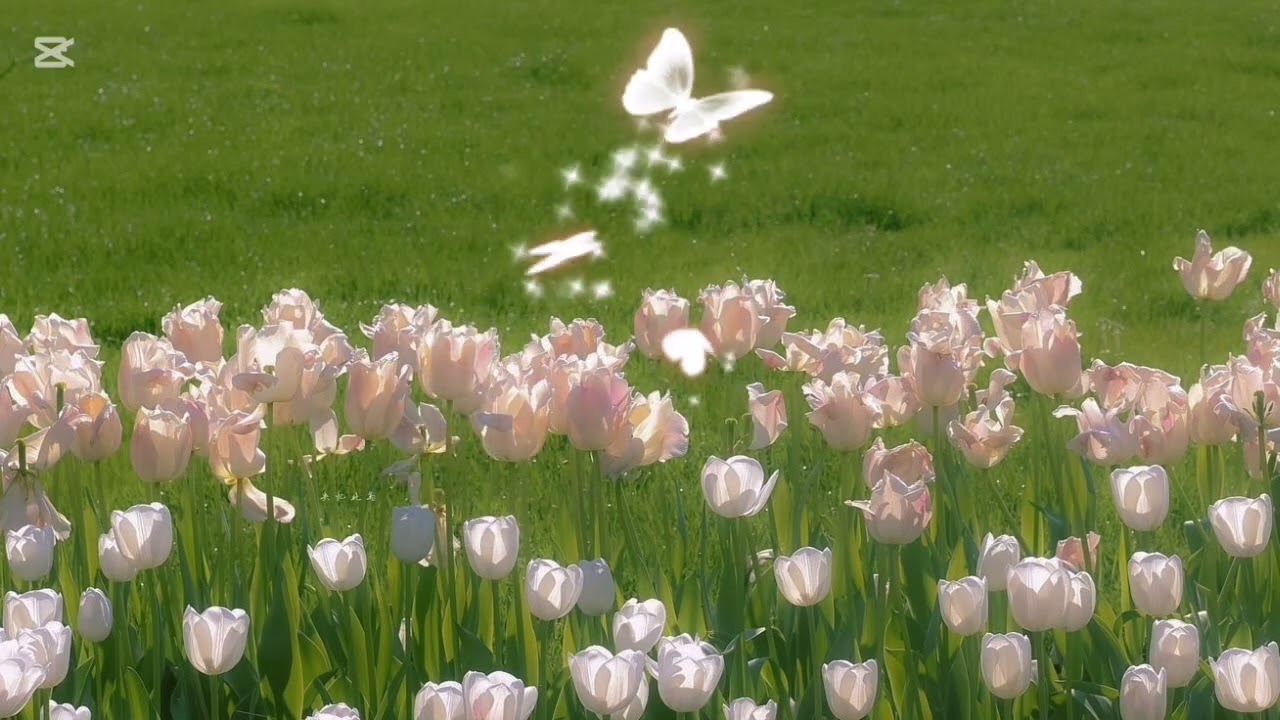 سورەتی ال عمران (عبد الباسط)🌸
