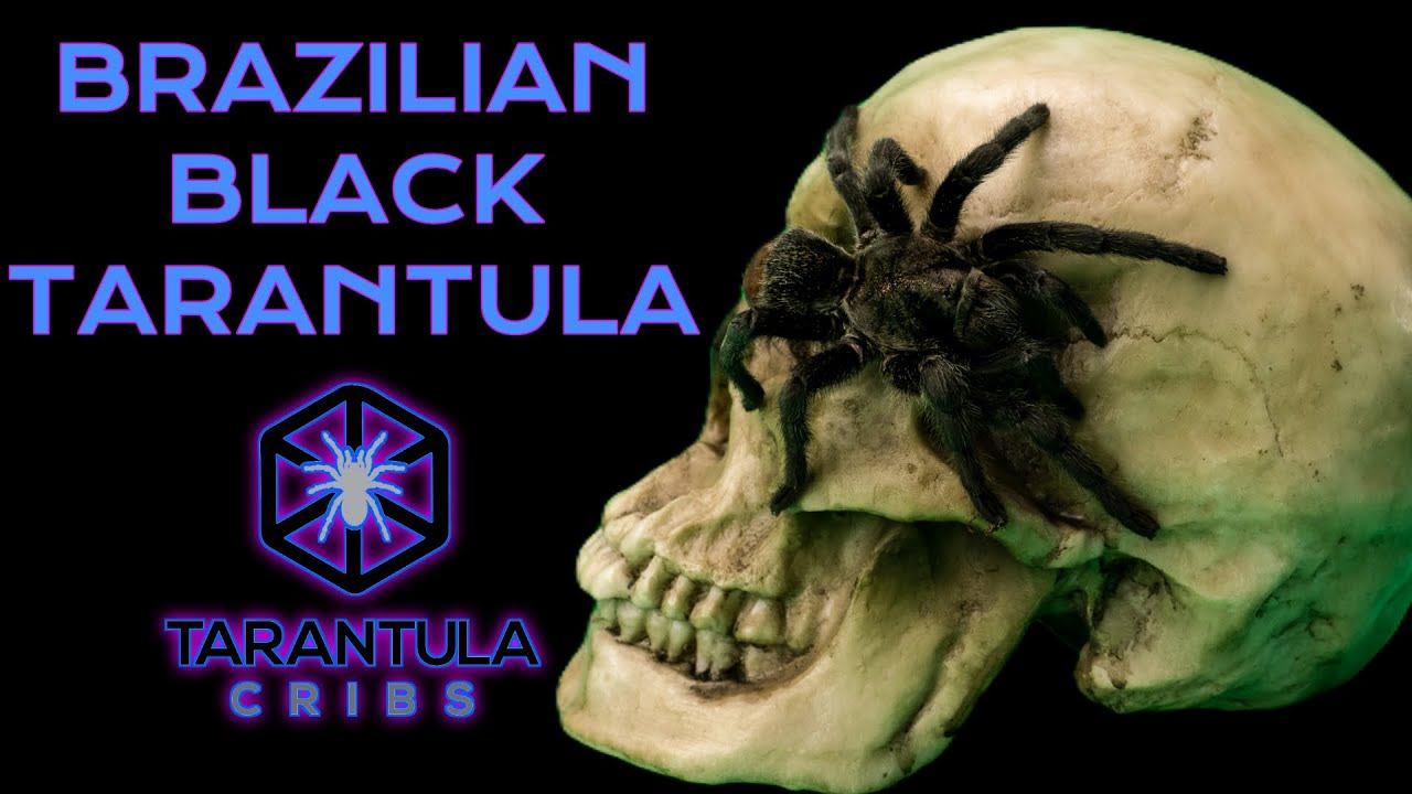 Brazilian Black Tarantula (Grammostola pulchra) Care Guide