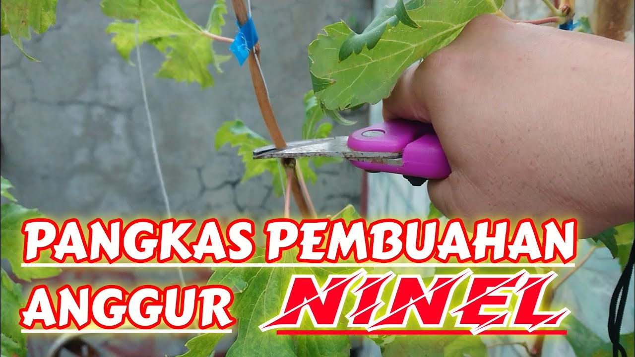 PANGKAS PEMBUAHAN ANGGUR NINEL USIA 4 BULAN‼️🔥🍇