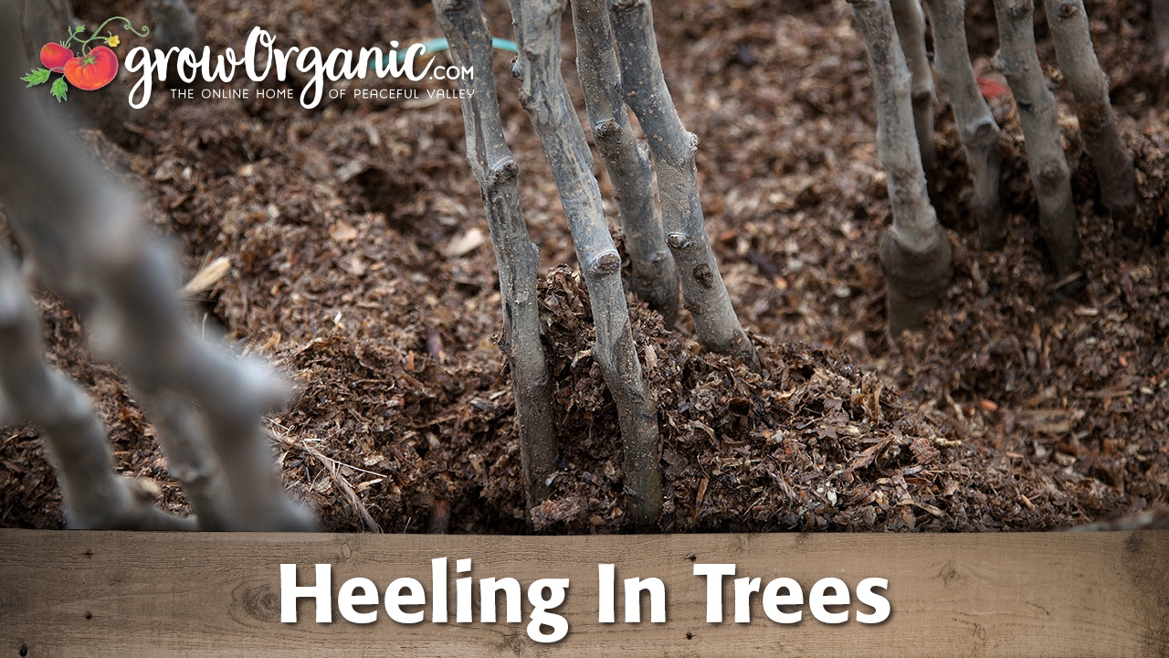 How to Heel In Bare Root Fruit Trees Before Planting