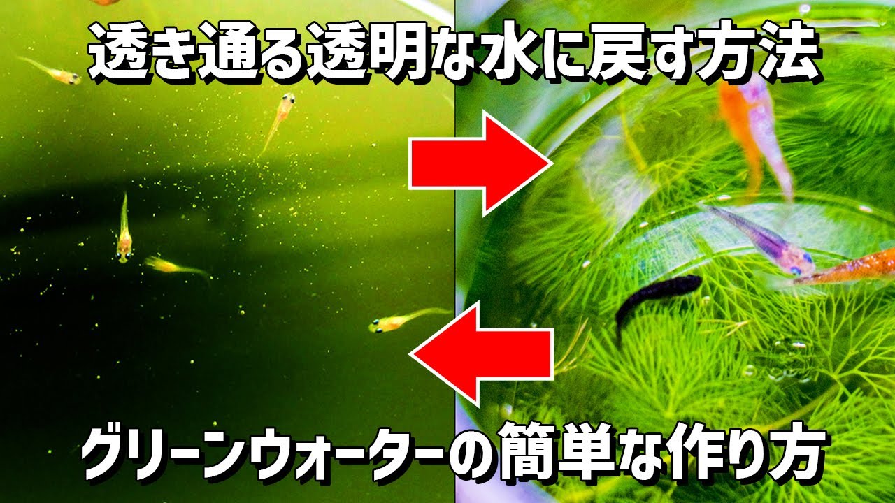 【メダカ飼育】グリーンウォーター（青水）の簡単な作り方と透明な水に戻す方法について