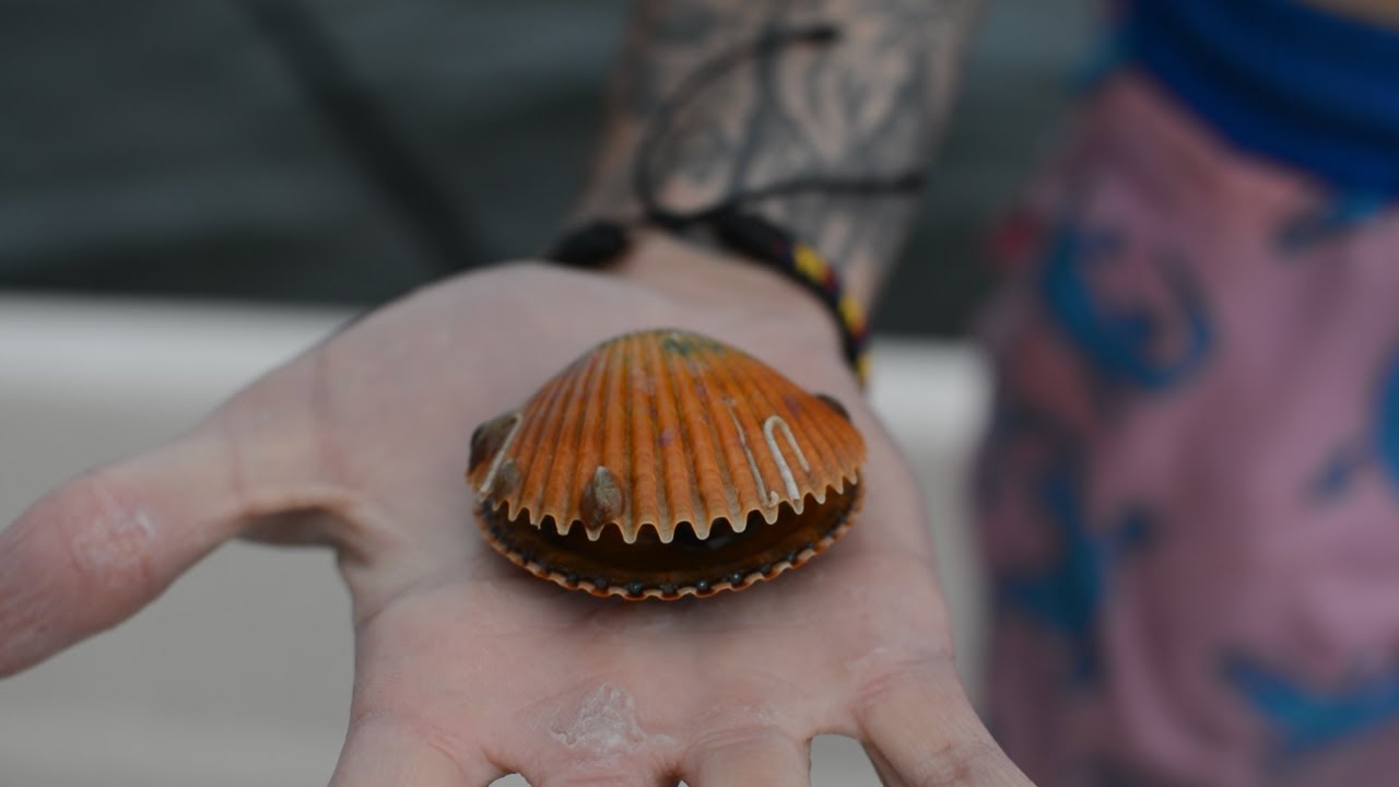 scalloping in cedar key
