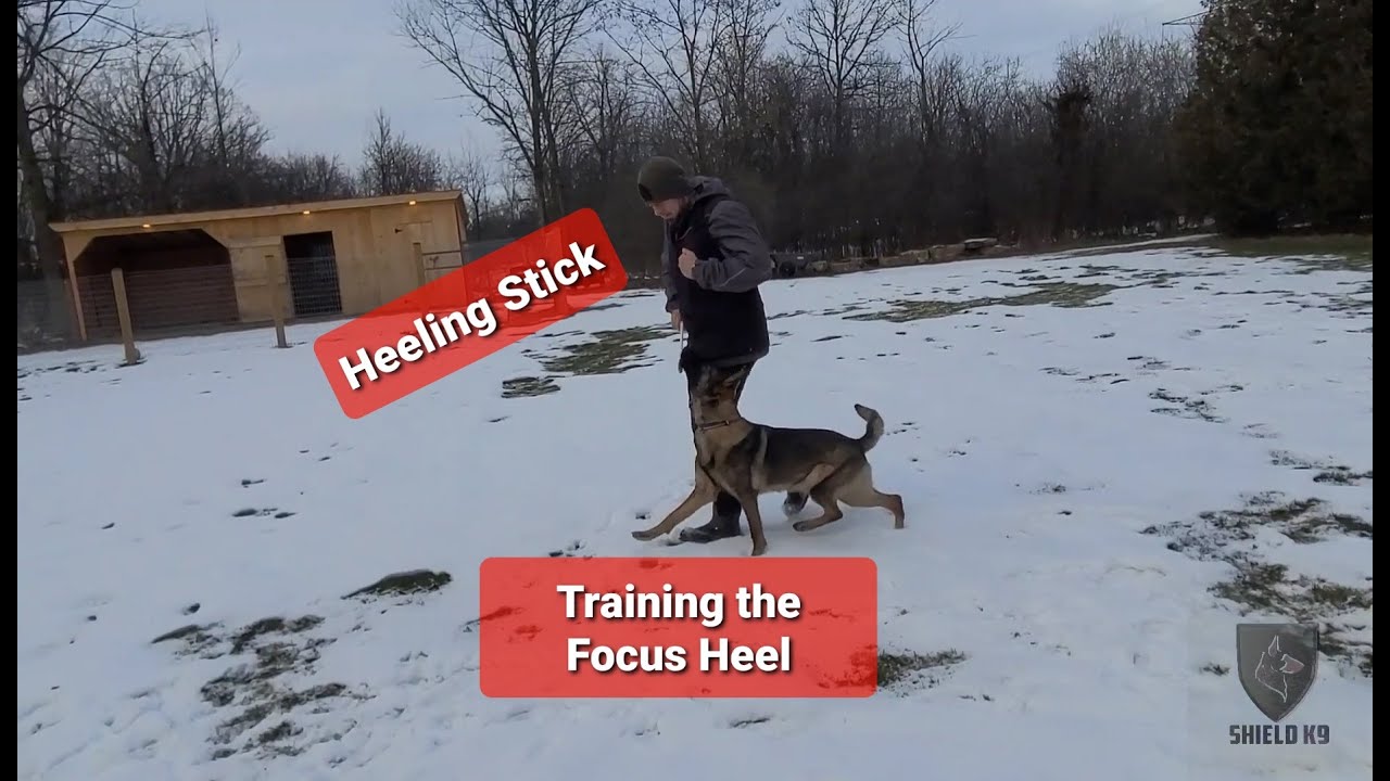 Puppy Training the Focus Heel: 