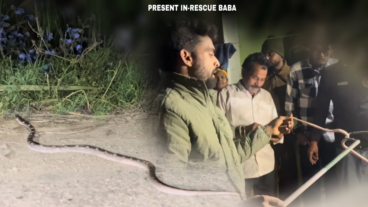 Lycodon aulicus snake🐍 ye kaam ek expert ke liye h Aisa ghar pey karne ki kosis na kare ⚠️