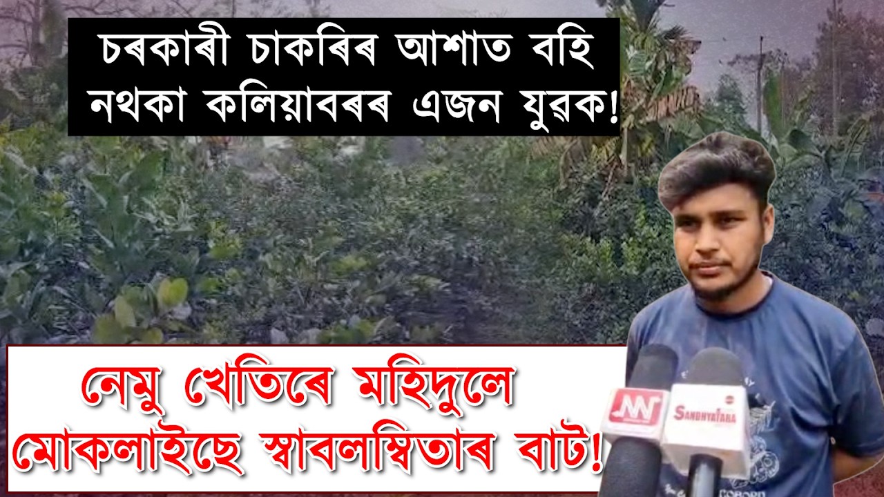 চৰকাৰী চাকৰিলৈ আশা নকৰি নেমু খেতিৰে মহিদুলে মোকলাইছে স্বাবলম্বিতাৰ