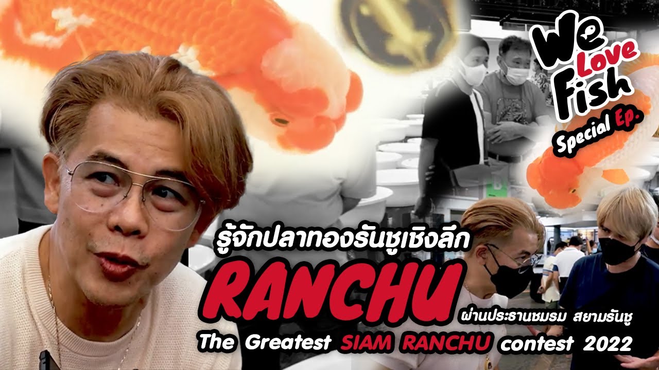 WE LOVE FISH Special EP : รู้จักปลาทองรันชูแบบถึงแก่นจากประธานชมรมสยามรันชู [อั๋น ดิศพงษ์ ทองนพเก้า]