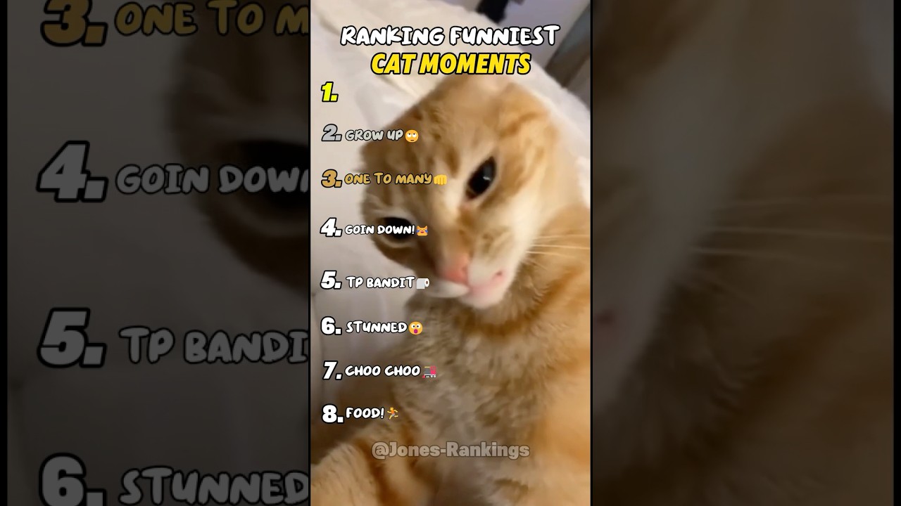 Ranking Funniest Cat Moments