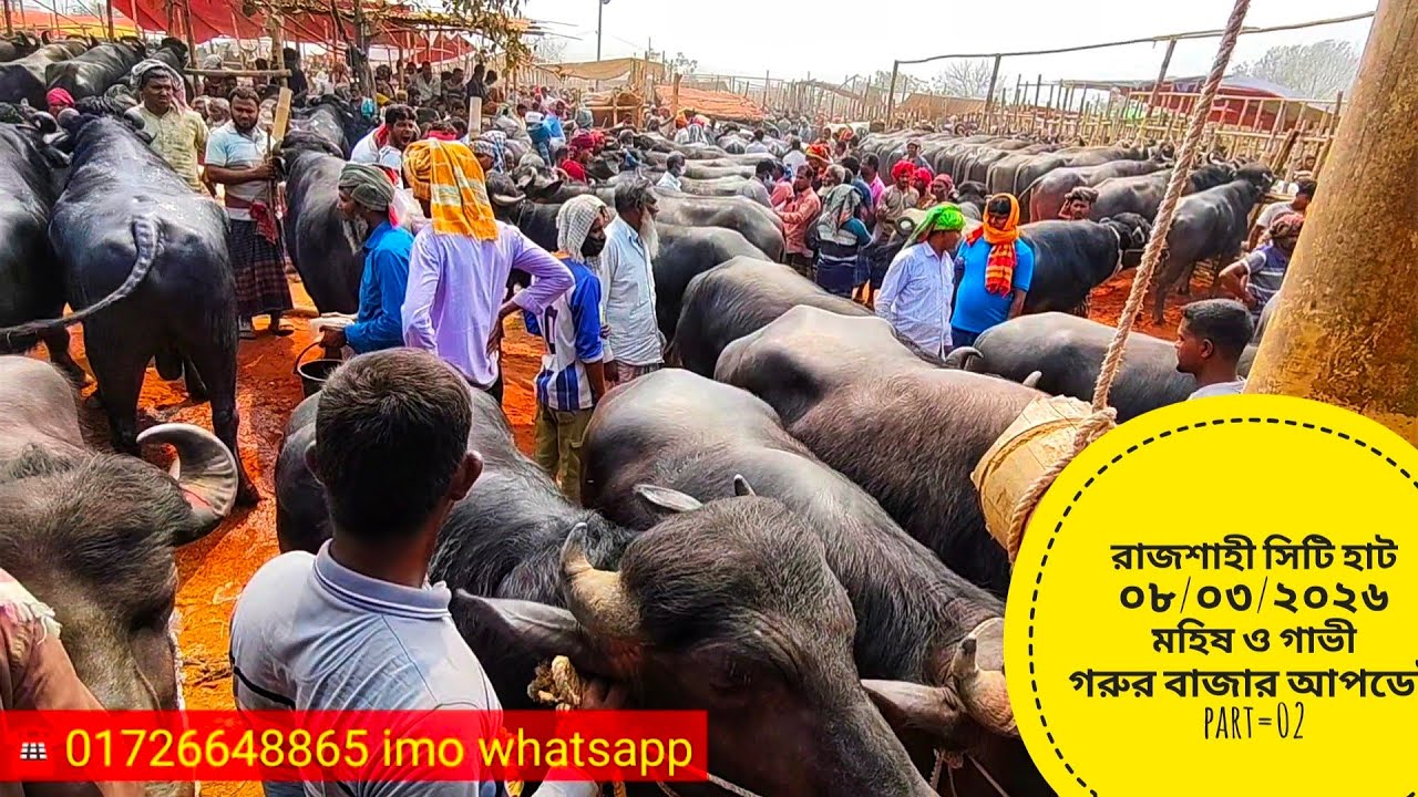 রাজশাহী সিটি হাট ০৮/০৩/২০২৬ রবিবার মহিষ ও গাভী গরুর বাজার আপডেট  part=02